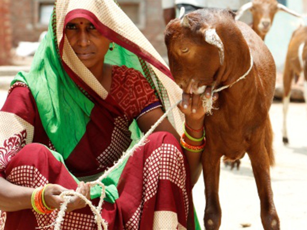 Small efforts for big changes… Goatery SHG for Women Empowerment